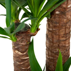 Yucca - Palmlelie - P24 H165 - Kamerplant 8 Yucca - Palmlelie - P24 H165 - Kamerplant -Huisdecoratie yucca palmlelie p24 h165 6