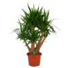 Yucca - Vertakt - Palmlelie - P45 H170 - Kamerplant -Huisdecoratie yucca vertakt palmlelie p45 h170 kamerplant 1