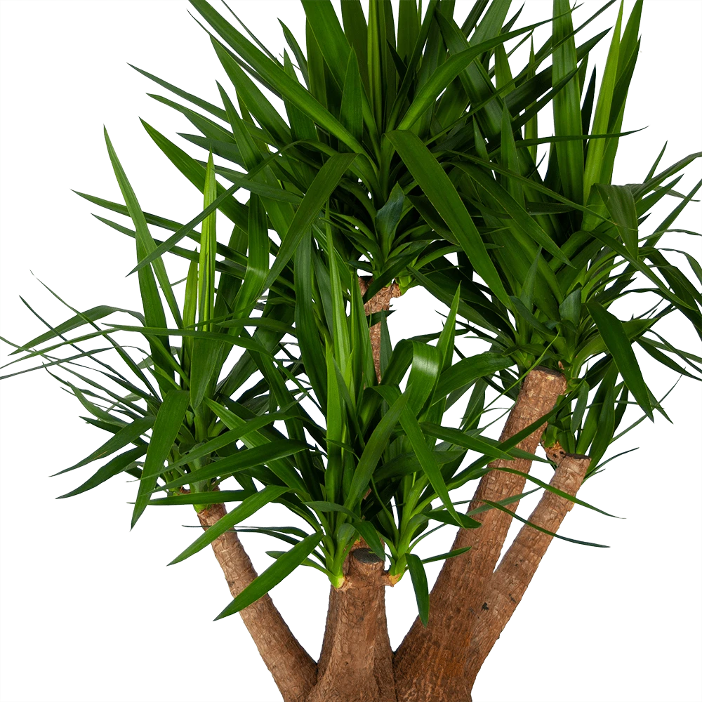 Yucca - Vertakt - Palmlelie - P45 H170 - Kamerplant 4 Yucca - Vertakt - Palmlelie - P45 H170 - Kamerplant - Afbeelding 2