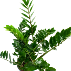 Zamioculcas Zamiifolia - Emerald Palm - P21 H80 - Kamerplant -Huisdecoratie zamioculcas zamiifolia emerald palm p21 h80 5