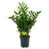 Zamioculcas Zamiifolia - Emerald Palm - P24 H90 - Kamerplant -Huisdecoratie zamioculcas zamiifolia emerald palm p24 h90 4